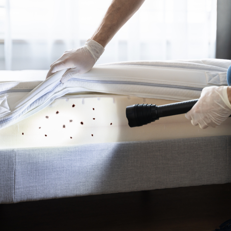 Bed Bug Treatment Noida