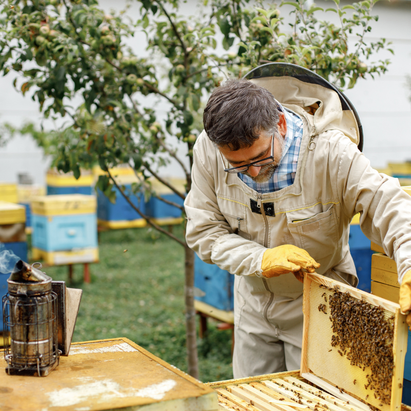 Bee Removal Noida 