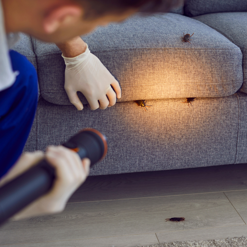Pest Inspection Noida 